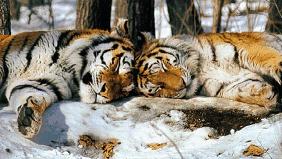 Foto de tigres en la nieve