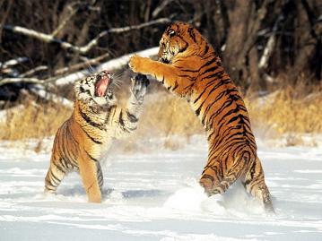 pelea-tigres.jpg