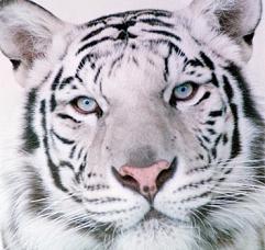 Foto de tigre blanco