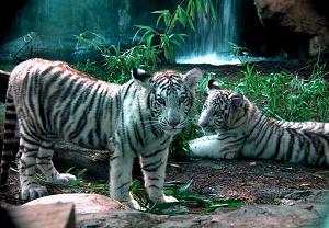 Tigres blancos de la India