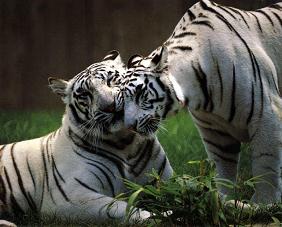 Foto de tigres blancos