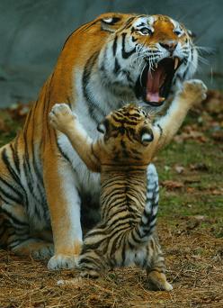 Foto de tigres