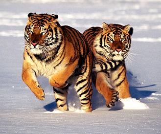 Tigres siberianos